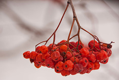 fresh frozen berries