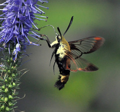 humming bird moth x CSC 1662