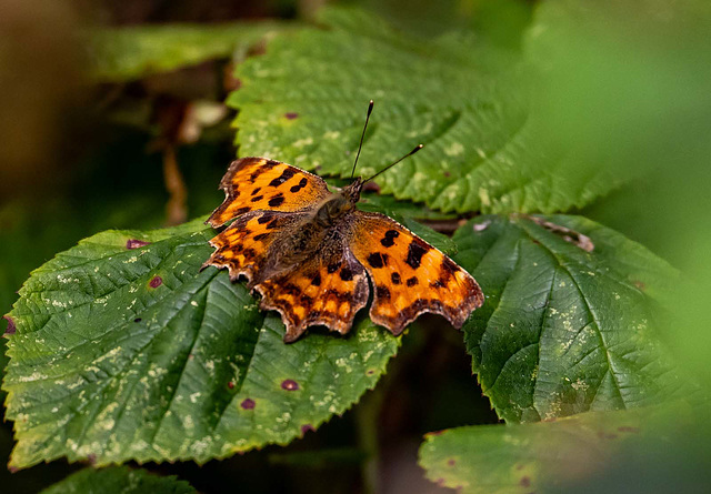 Comma butterfly