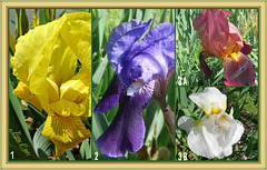 Iris on Parade . . . 2015