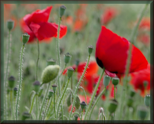 Papaver rhoeas - Klatschmohn