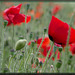 Papaver rhoeas - Klatschmohn