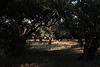 Zante 2016 X100T Olive Grove1