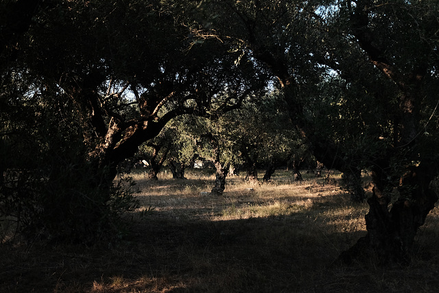 Zante 2016 X100T Olive Grove1