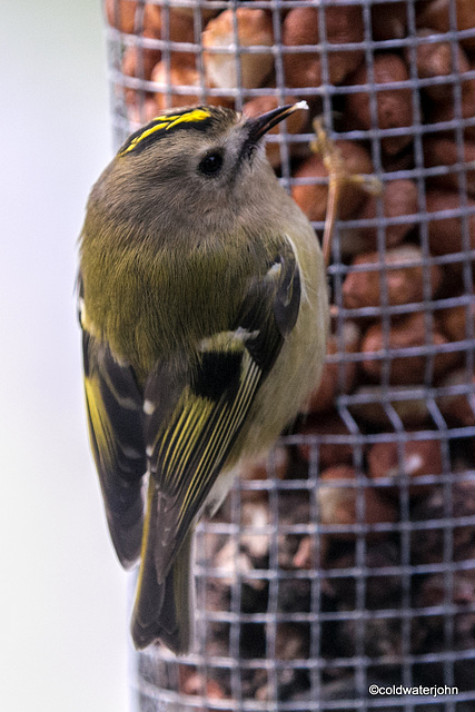 Goldcrest