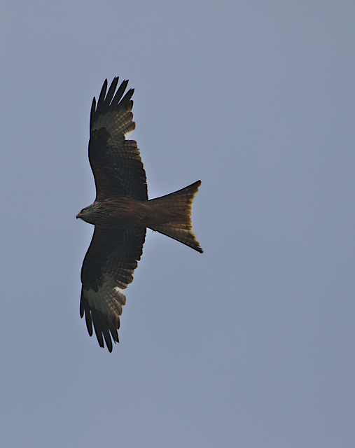 Red Kite EF7A3397