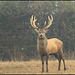 CERF