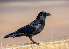 Crow