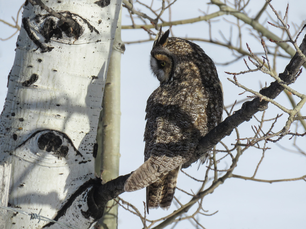 Long-eared Owl