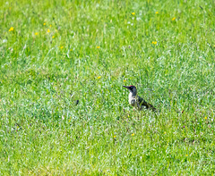 Green woodpecker