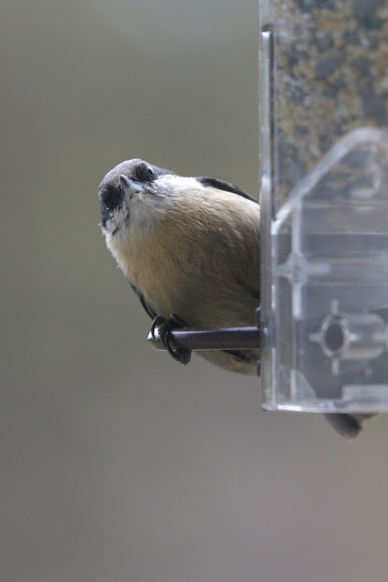 Pygmy Nuthatch