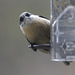 Pygmy Nuthatch