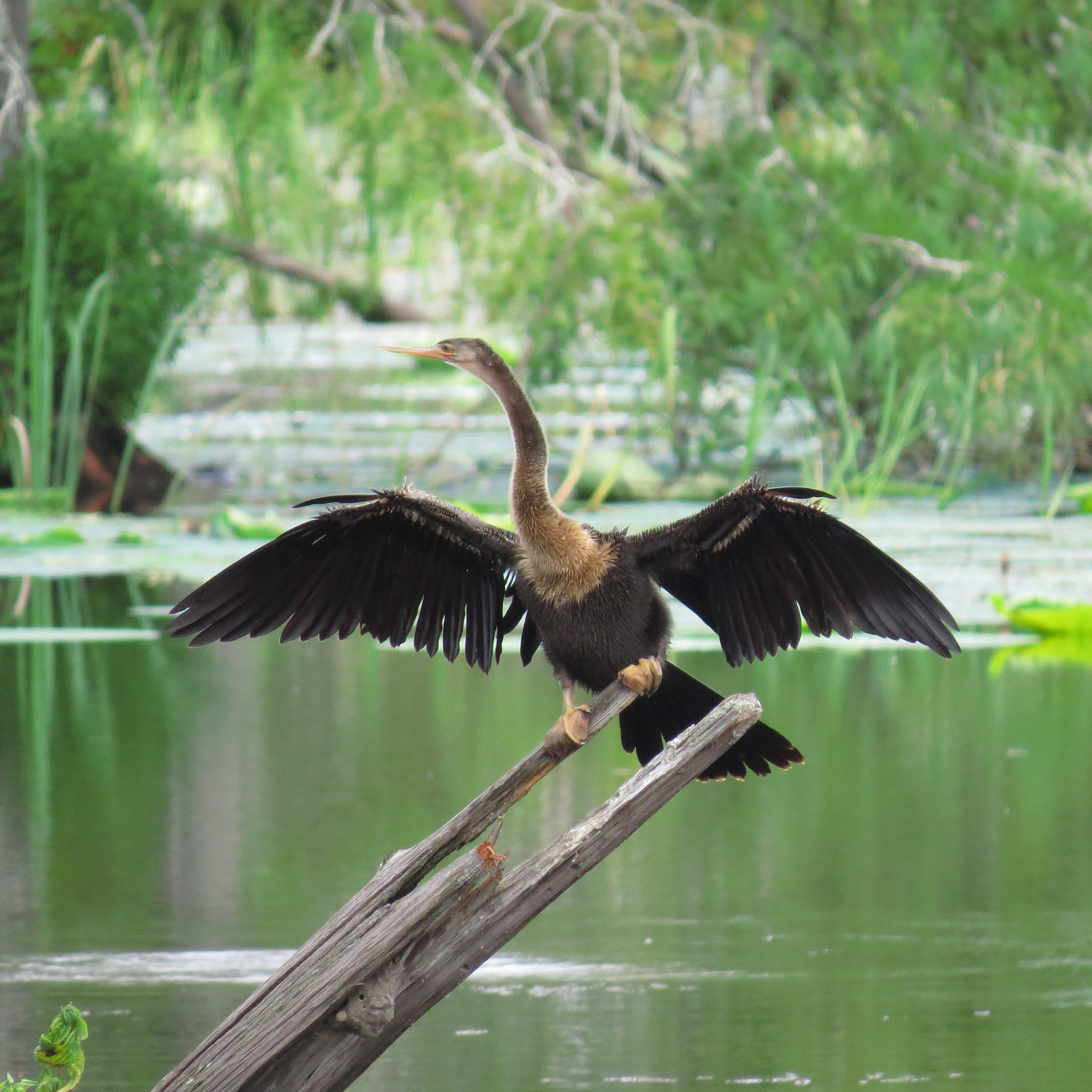 Anhinga