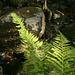 20230930 -1001 Alzon paradis dodo Saint Guirral (99)