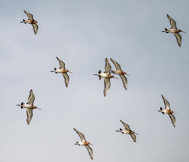 Black tailed godwits