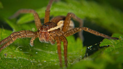 Diese Spinne war im Herbst noch unterwegs :)) This spider was still on the move in autumn :))  Cette araignée était encore en mouvement en automne :))