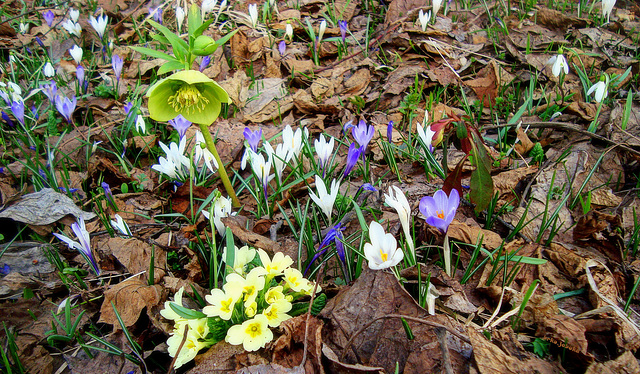 Spring flowers