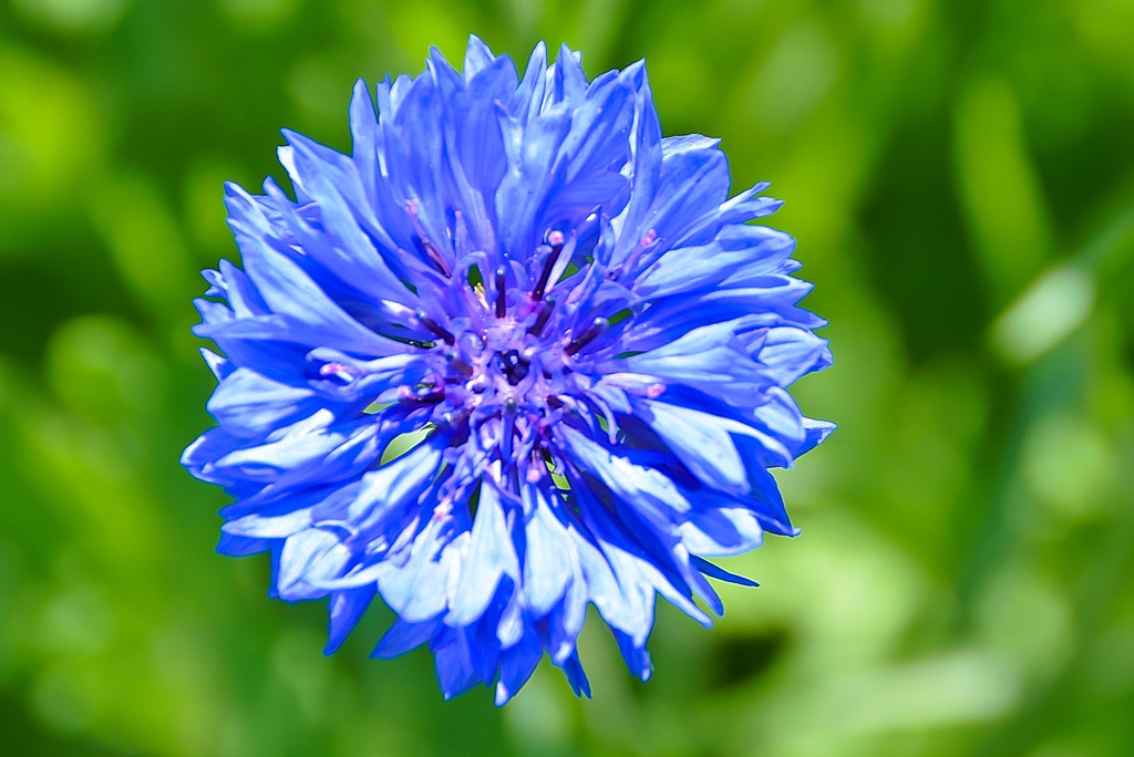 Kornblume (Cyanus segetum)
