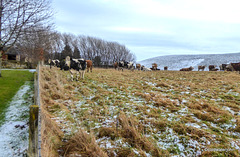 The maternity wing eyeing the greener grass...100 pregnant cattle in the 17 acre field