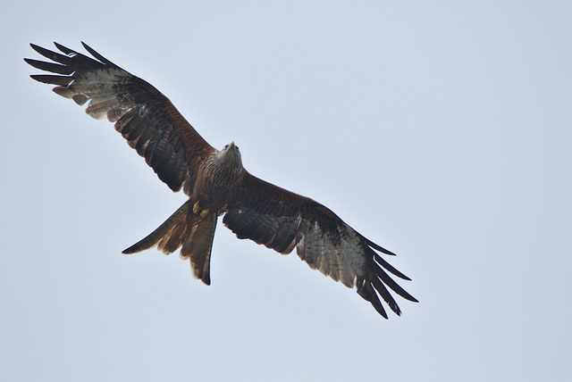 Red Kite EF7A3806