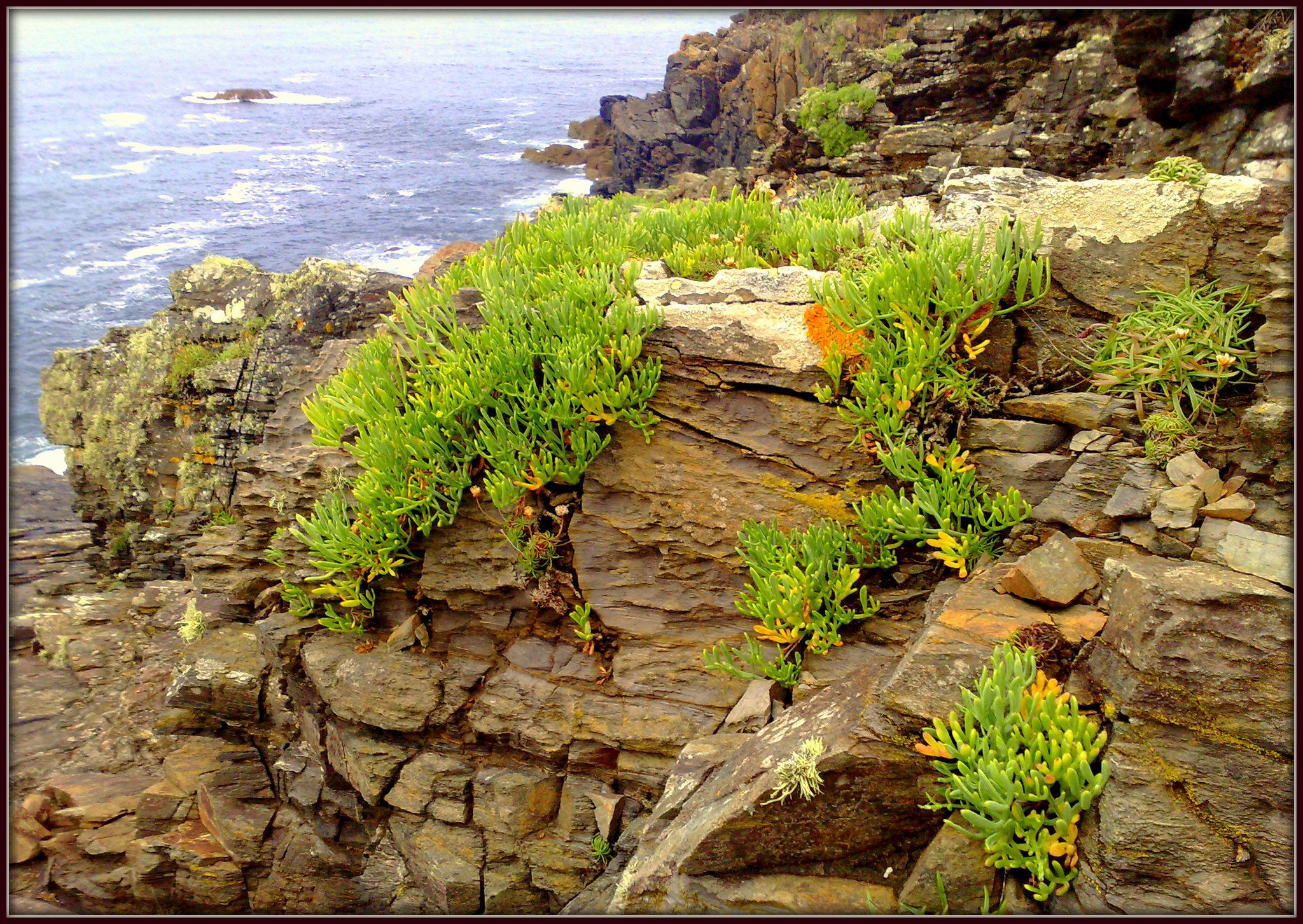 Rock Samphire