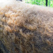 Curly hair of a Mangalitsa pig