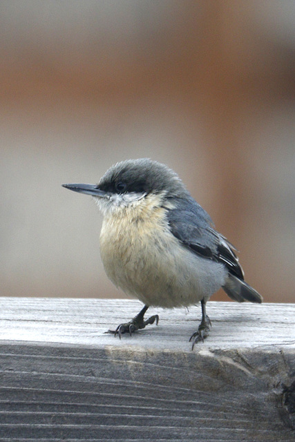 Pygmy Nuthatch