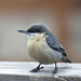 Pygmy Nuthatch