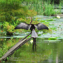 Anhinga