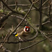 Goldfinch