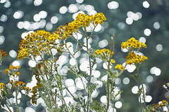 Senecio jacobaea °Common Ragwort decorated with water sparkles