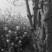 Canola flowers and a tree