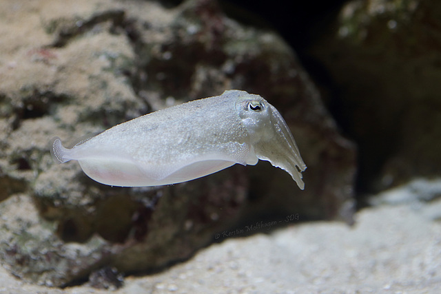 Gewöhnlicher Tintenfisch (Zoo Frankfurt)