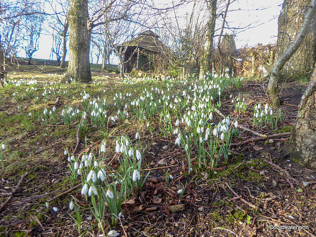 Snowdrops are out finally in force
