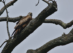 Red Kite EF7A4044