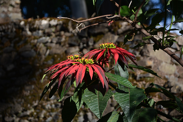 Ethiopia, Gondar, Red and Green in the Park of Fasil Ghebbi