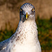 Gull close up