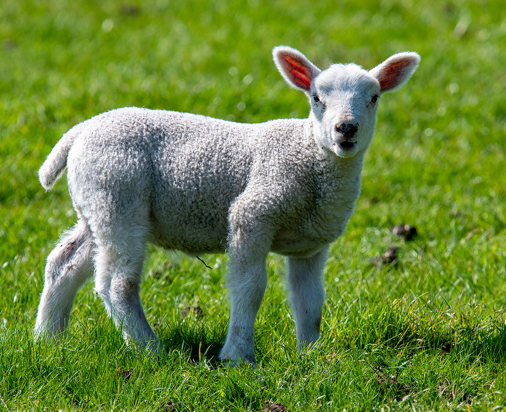 A  curious lamb watching me walk past its field.