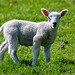 A  curious lamb watching me walk past its field.