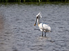 Spoonbill