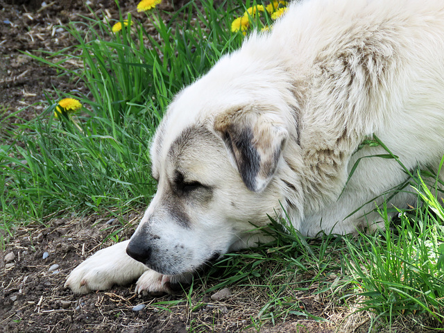 Andolesian Shepherd