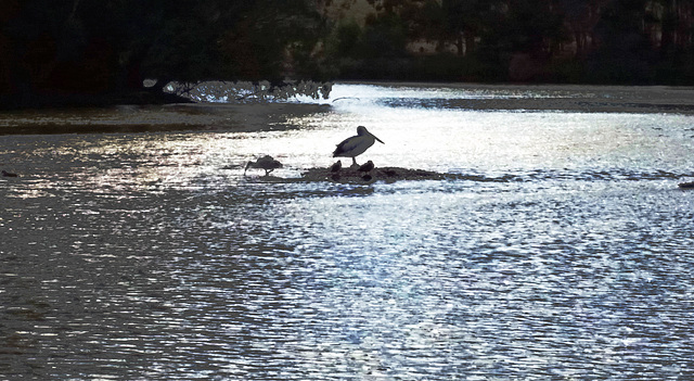 Pelican and ibis