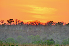 P1230482- Coucher du soleil sur les baobabs - Descente Tsiribihina. 06 novembre 2019