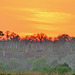 P1230482- Coucher du soleil sur les baobabs - Descente Tsiribihina. 06 novembre 2019