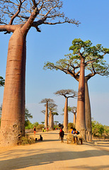 P1230877- Allée des baobabs - Piste vers Morondava. 09 novembre 2019