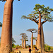 P1230877- Allée des baobabs - Piste vers Morondava. 09 novembre 2019