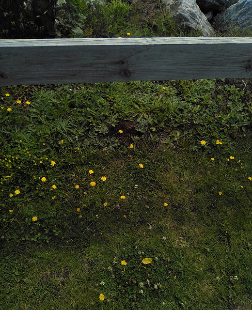 Petite fleurs sous clôture de bois / Small flowers below wooden fence  (Québec)