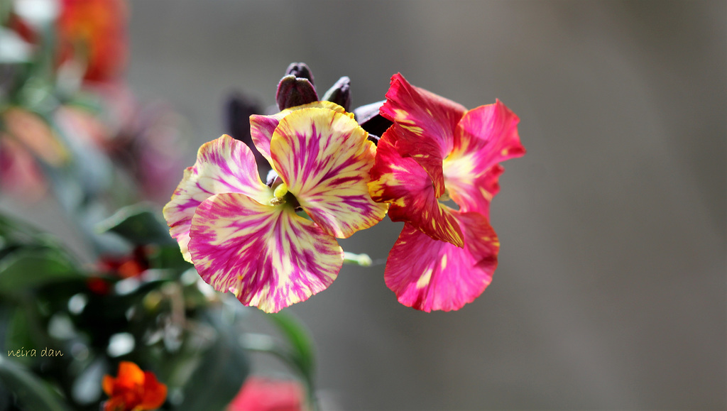 Giroflée ravenelle - Erysimum cheiri (6)