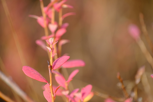 Herbstfarben