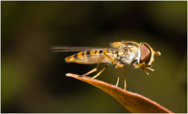 IMG 0014 Hoverfly